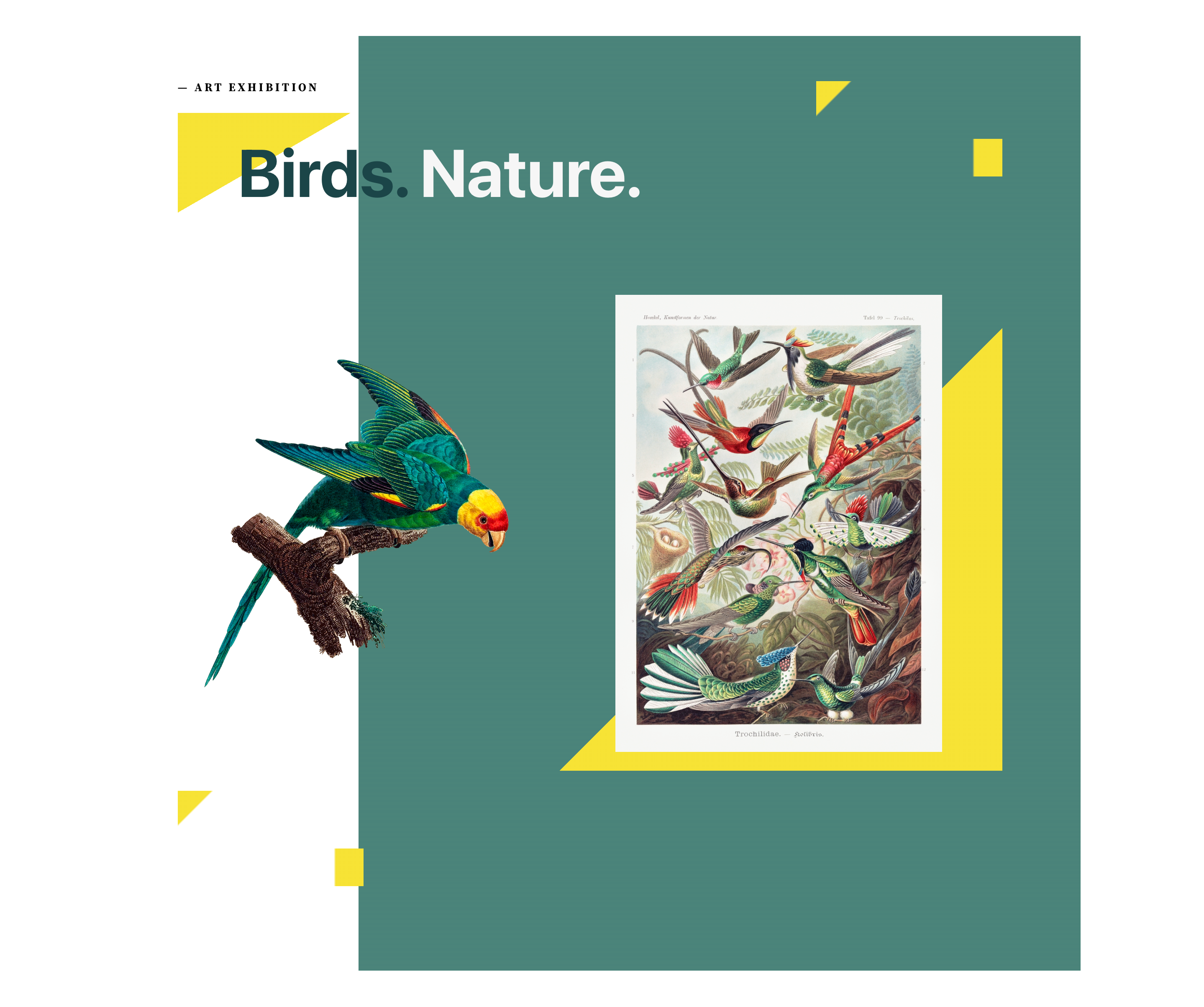 Images of birds placed on a half green, half white background with yellow accents coloring the image