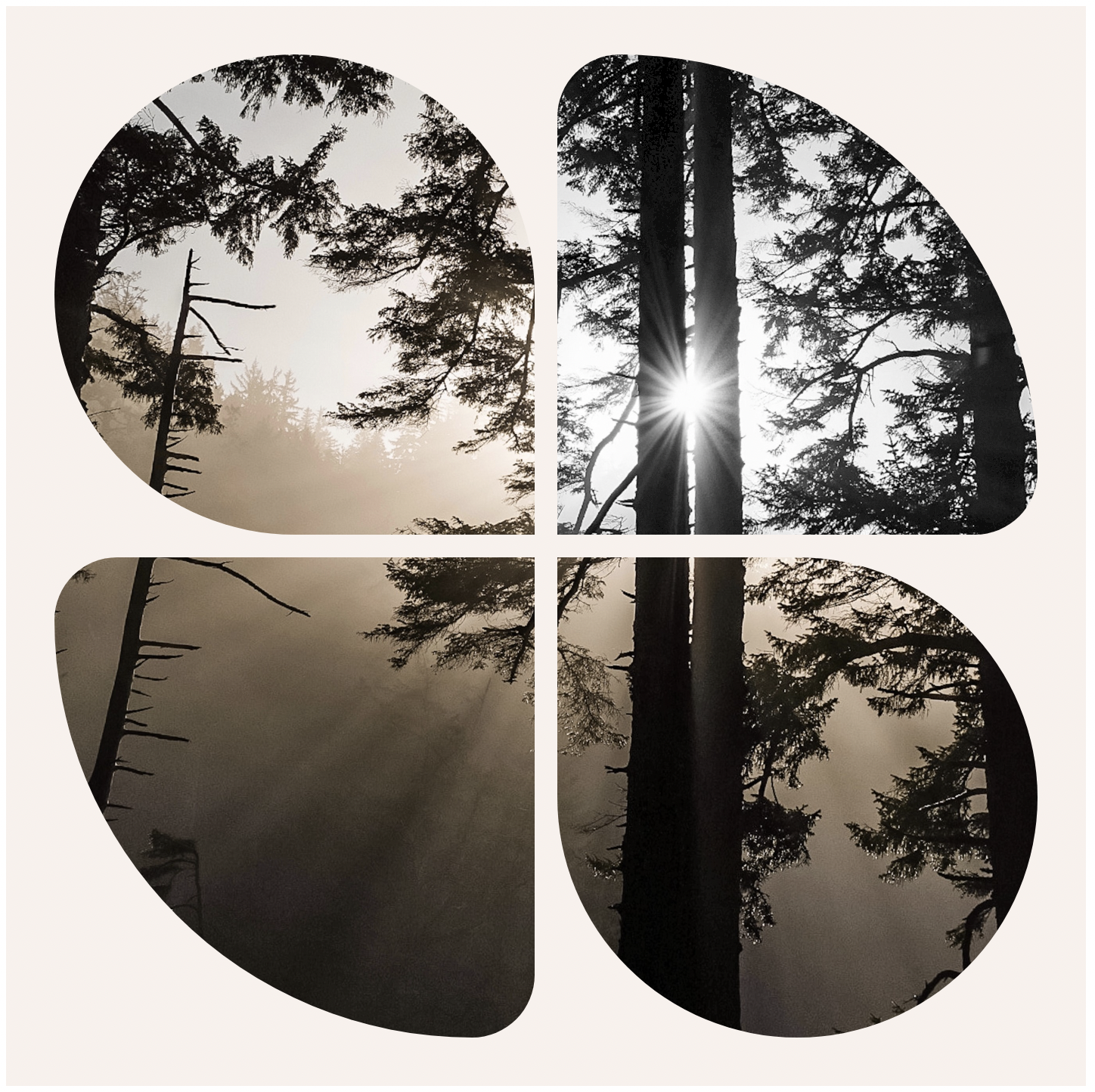 Image of light shining through trees separated into four squares with different sides and the square with the light shining through in black and white.